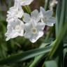 Fotografia 4 da espécie Narcissus papyraceus do Jardim Botânico UTAD