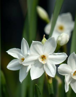 Fotografia 5 da espécie Narcissus papyraceus no Jardim Botânico UTAD