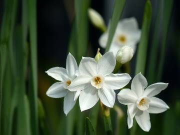 Fotografia da espécie Narcissus papyraceus