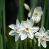 Fotografia 5 da espécie Narcissus papyraceus do Jardim Botânico UTAD