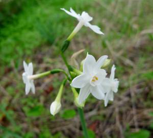 Fotografia da espécie Narcissus papyraceus