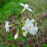 Fotografia 6 da espécie Narcissus papyraceus do Jardim Botânico UTAD