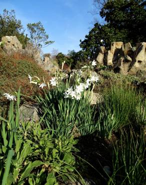 Fotografia 7 da espécie Narcissus papyraceus no Jardim Botânico UTAD