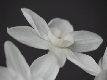 Fotografia da espécie Narcissus papyraceus