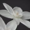 Fotografia 8 da espécie Narcissus papyraceus do Jardim Botânico UTAD