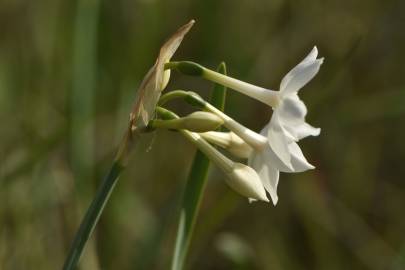 Fotografia da espécie Narcissus papyraceus