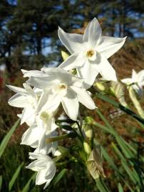 Fotografia da espécie Narcissus papyraceus