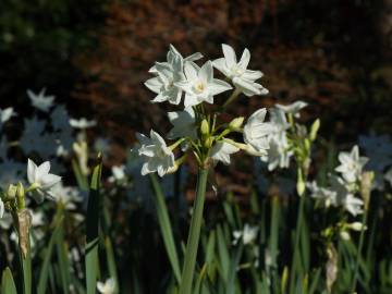 Fotografia da espécie Narcissus papyraceus