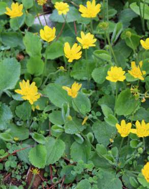 Fotografia 1 da espécie Ranunculus bullatus no Jardim Botânico UTAD