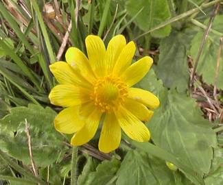 Fotografia da espécie Ranunculus bullatus