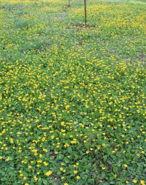 Fotografia 3 da espécie Ranunculus bullatus no Jardim Botânico UTAD