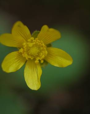 Fotografia 4 da espécie Ranunculus bullatus no Jardim Botânico UTAD