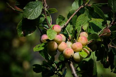 Fotografia da espécie Prunus domestica