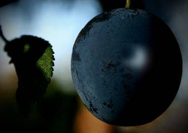 Fotografia da espécie Prunus domestica