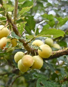 Fotografia 9 da espécie Prunus domestica no Jardim Botânico UTAD