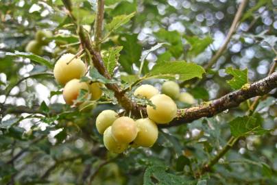 Fotografia da espécie Prunus domestica