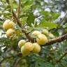 Fotografia 9 da espécie Prunus domestica do Jardim Botânico UTAD