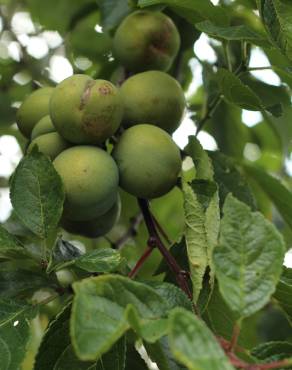 Fotografia 10 da espécie Prunus domestica no Jardim Botânico UTAD