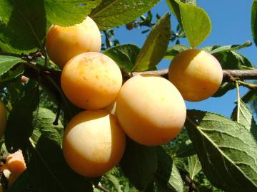 Fotografia da espécie Prunus domestica