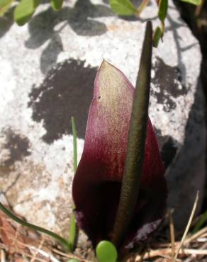 Fotografia 1 da espécie Biarum tenuifolium subesp. arundanum no Jardim Botânico UTAD
