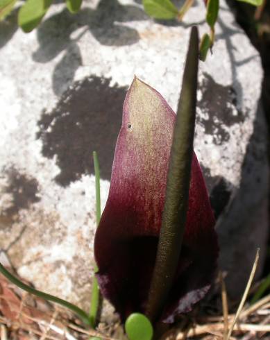 Fotografia de capa Biarum tenuifolium subesp. arundanum - do Jardim Botânico