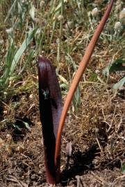 Fotografia da espécie Biarum tenuifolium subesp. arundanum