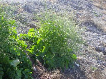 Fotografia da espécie Brassica tournefortii