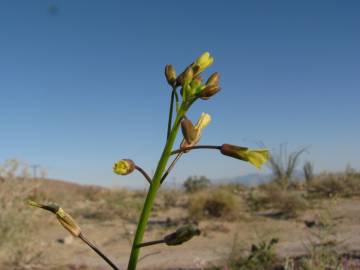 Fotografia da espécie Brassica tournefortii