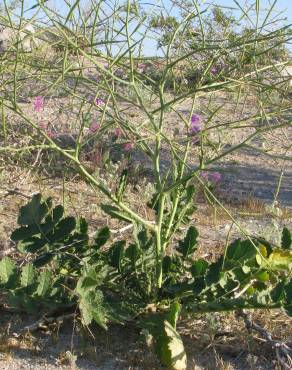 Fotografia 5 da espécie Brassica tournefortii no Jardim Botânico UTAD