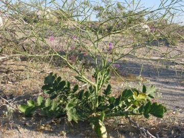 Fotografia da espécie Brassica tournefortii