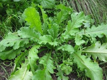 Fotografia da espécie Brassica tournefortii