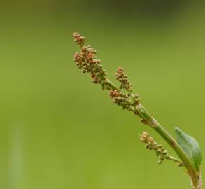 Fotografia da espécie Rumex acetosa subesp. acetosa