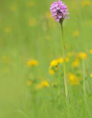 Neotinea tridentata subesp. conica