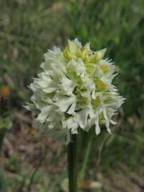 Fotografia da espécie Neotinea tridentata subesp. conica