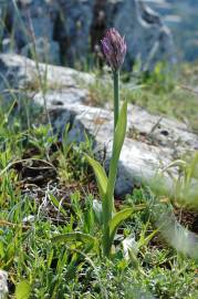 Fotografia da espécie Neotinea tridentata subesp. conica