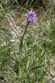 Fotografia da espécie Neotinea tridentata subesp. conica