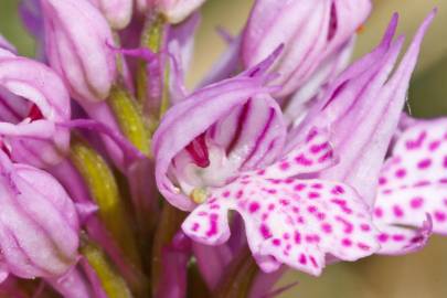 Fotografia da espécie Neotinea tridentata subesp. conica