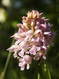 Fotografia da espécie Neotinea tridentata subesp. conica