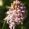 Fotografia 15 da espécie Neotinea tridentata subesp. conica do Jardim Botânico UTAD