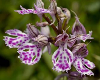 Fotografia da espécie Neotinea tridentata subesp. conica