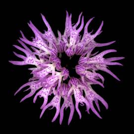 Fotografia da espécie Orchis italica