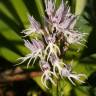Fotografia 4 da espécie Orchis italica do Jardim Botânico UTAD