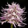 Fotografia 5 da espécie Orchis italica do Jardim Botânico UTAD