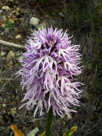 Fotografia da espécie Orchis italica