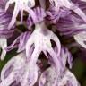 Fotografia 9 da espécie Orchis italica do Jardim Botânico UTAD