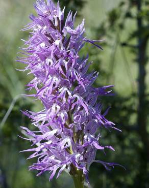 Fotografia 11 da espécie Orchis italica no Jardim Botânico UTAD