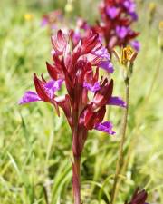 Fotografia da espécie Anacamptis papilionacea