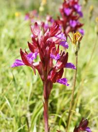 Fotografia da espécie Anacamptis papilionacea