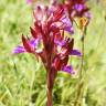 Fotografia 1 da espécie Anacamptis papilionacea do Jardim Botânico UTAD