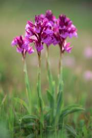 Fotografia da espécie Anacamptis papilionacea